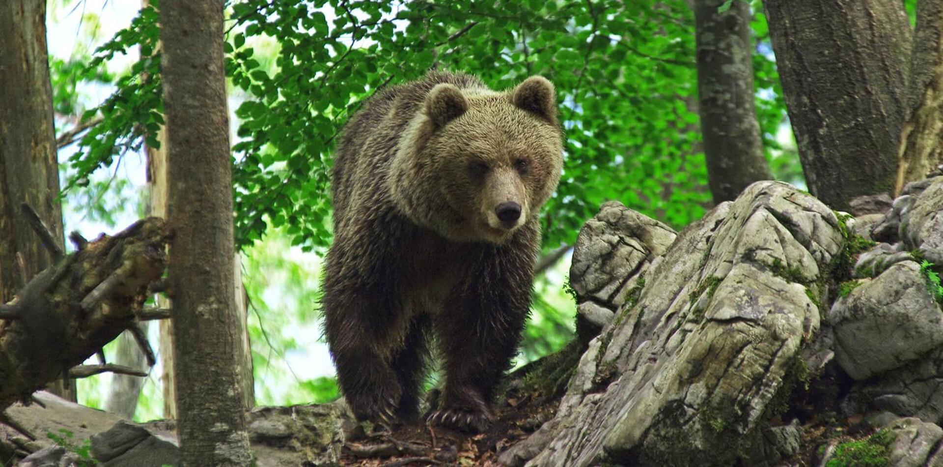 Cherry House - Cosy House - Ideal For Bear Watching, In The Neighborhood Of The Medieval Sneznik Castle Stari Trg pri Lozu Exteriör bild